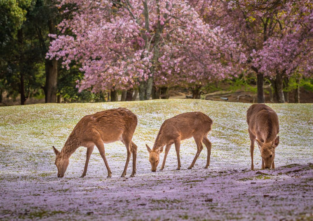 Nara őzpark, Nara, Japán
