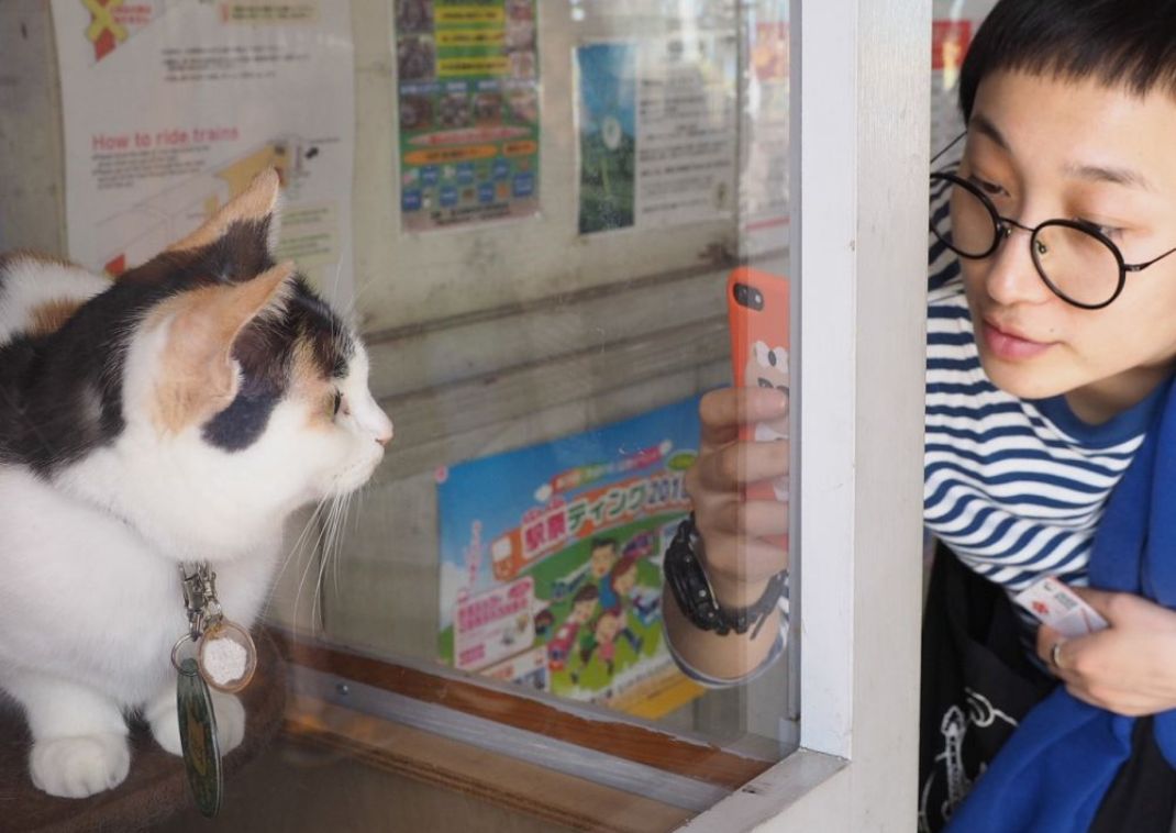 Kishi állomás híres macskája, Tama, Wakayama, Japán