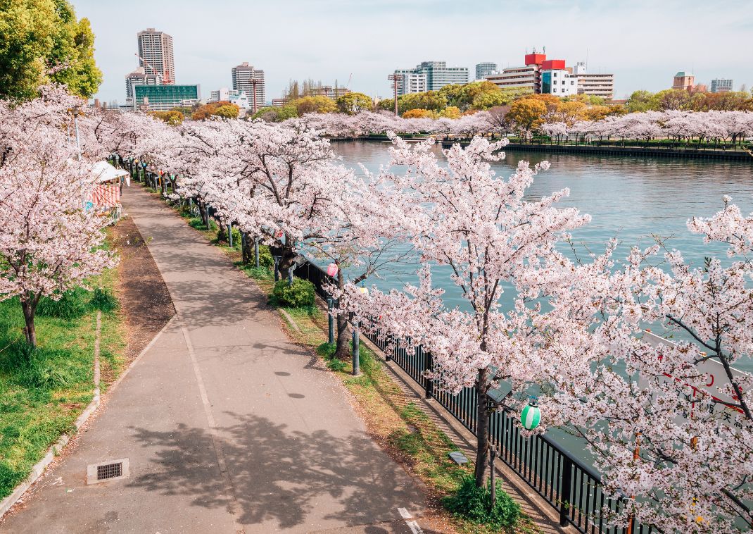 Az Oszakai vár cseresznyevirágzáskor, Japán