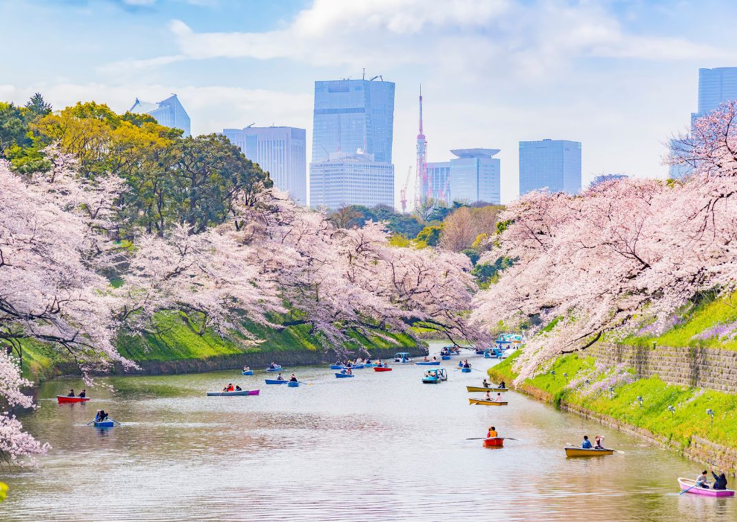  A Chidorigafuchi várárok cseresznyevirágokkal, Tokió, Japán
