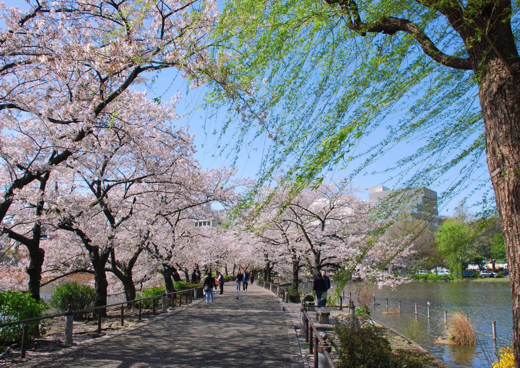 Az Ueno Park cseresznyevirágokkal, Tokió, Japán