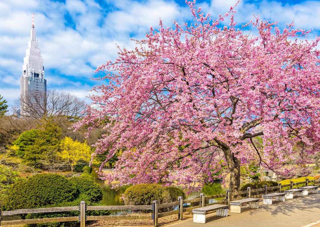 A Shinjuku Gyoen cseresznyevirágokkal, Tokió, Japán