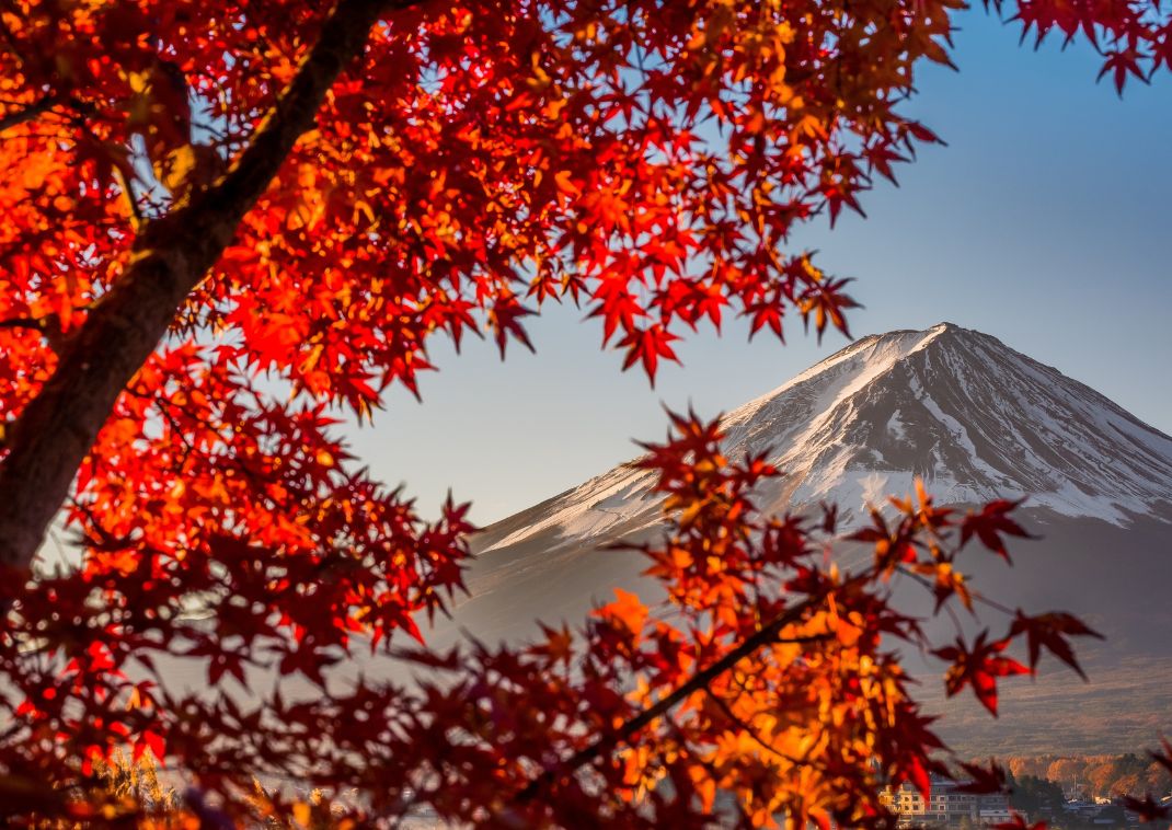 Momiji, a japán juharlevelek ősszel