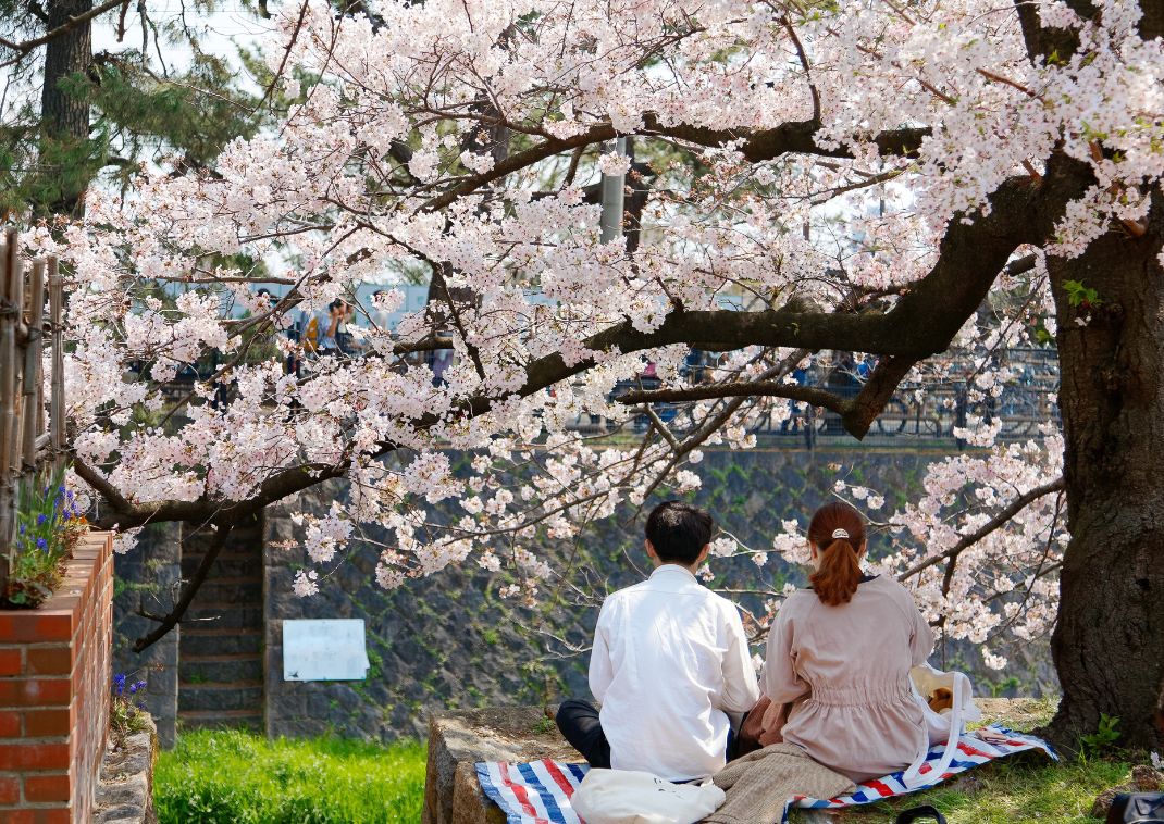 Hanami piknik, Japán