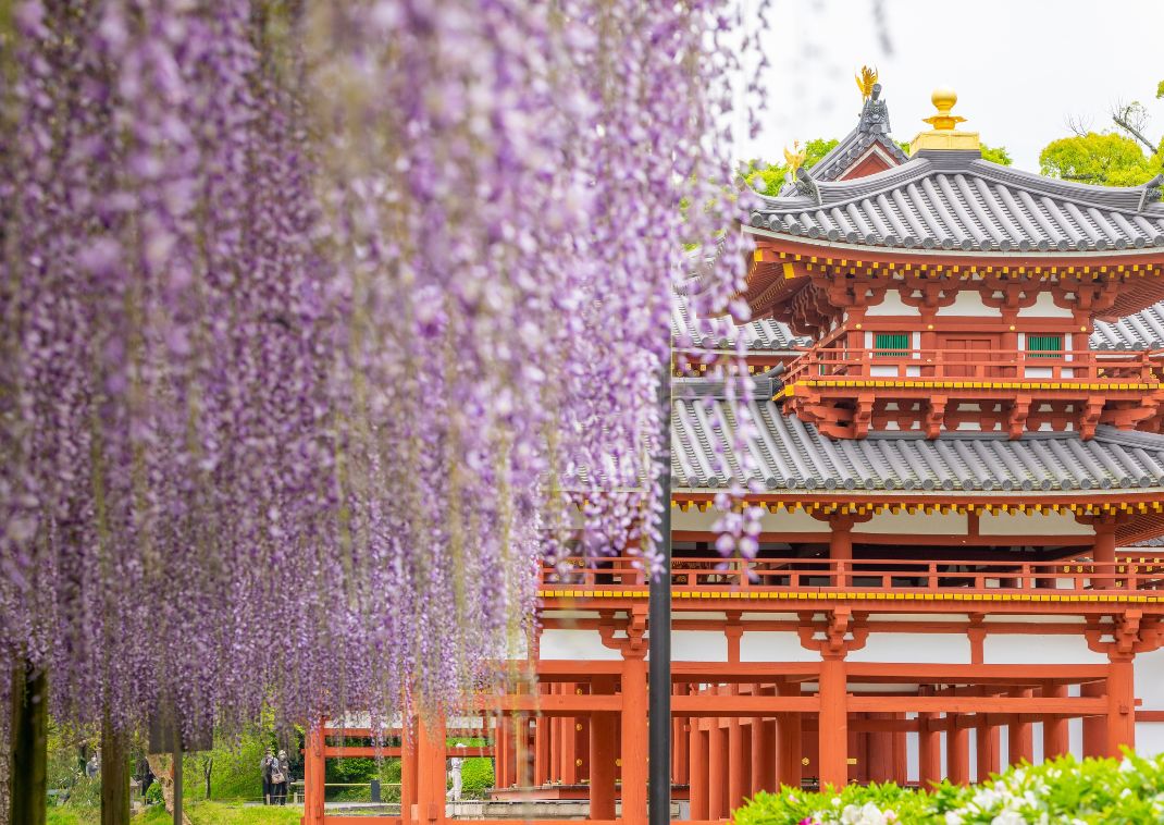 Japán édenkert. Byodo-in templom.