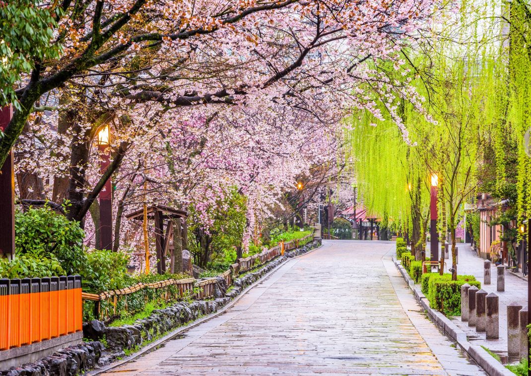 A Maruyama Park Shidare cseresznyefája este, Kiotó, Japán